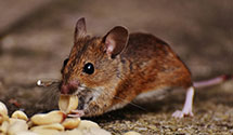 24 Hour & Emergency Exterminators in Siglerville, PA